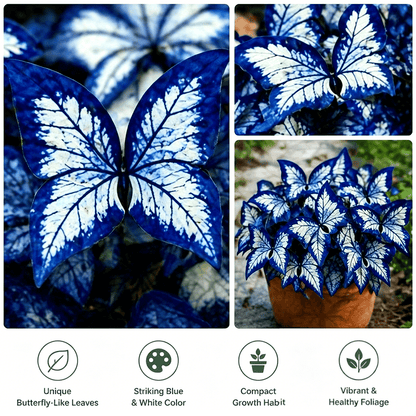 🌸 Moonlight Butterfly Flower Seeds (100 capsules)