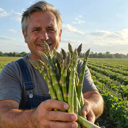 🔥Hot Save🔥-Four Seasons Asparagus Mary Washington Seeds