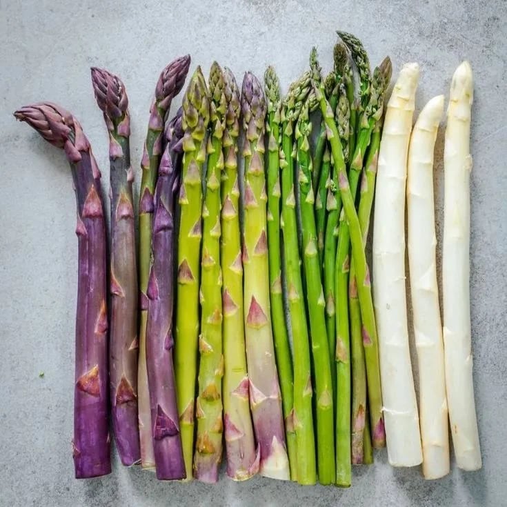 🔥Hot Save🔥-Four Seasons Asparagus Mary Washington Seeds